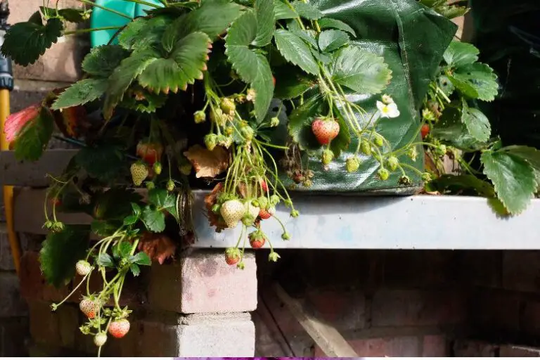 Can You Ripen Strawberries in a Paper Bag?