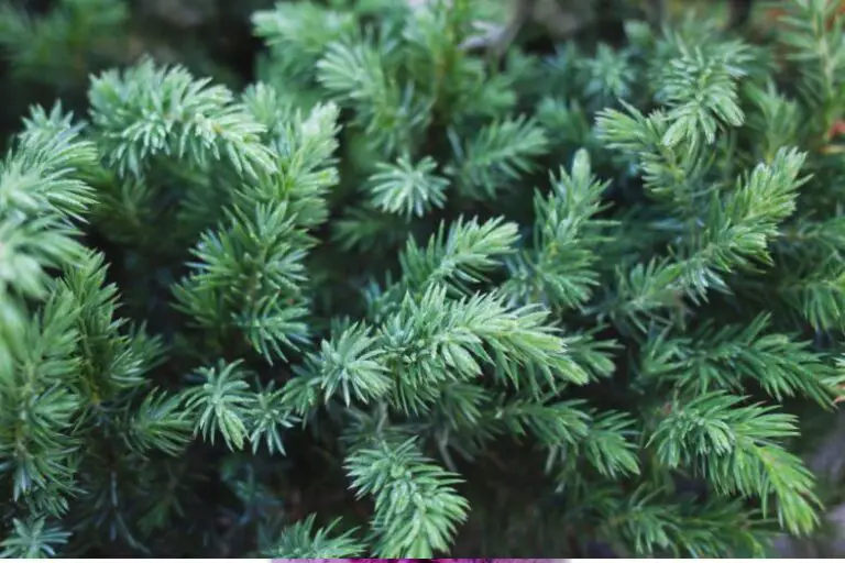 Types of Evergreen Trees for Small Gardens