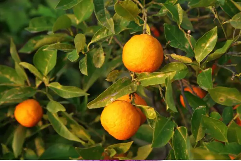 Exploring the Delightful Season of Oranges