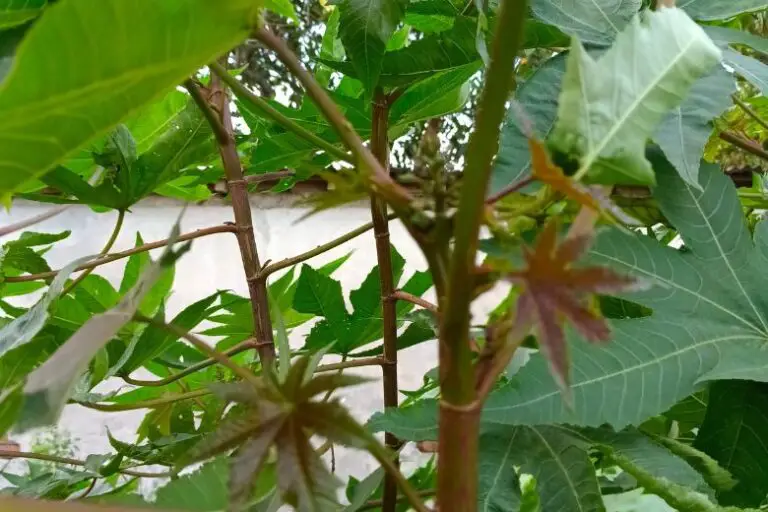 How to Dispose of Castor Bean Plants