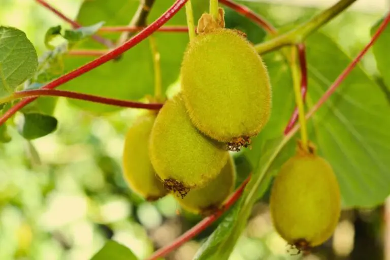 How to Grow Kiwi Fruit from Seed