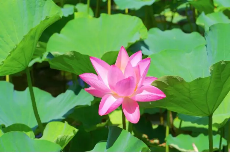 How to Grow Water Lilies Indoors: A Comprehensive Guide