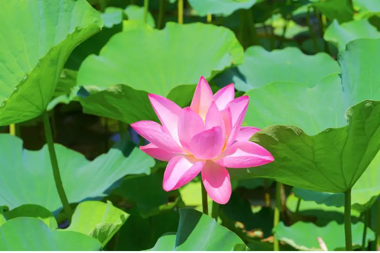 How to Grow Water Lilies Indoors A Comprehensive Guide