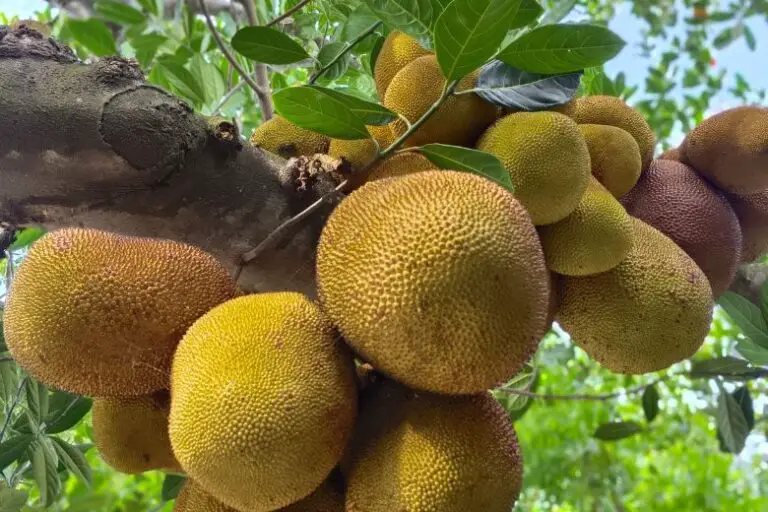 How to Plant a Jackfruit Seed