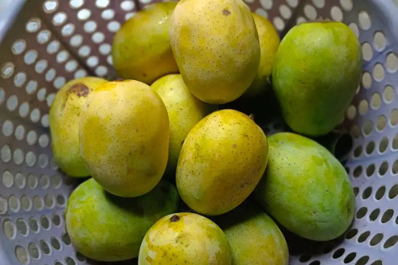 Mango Season Exploring Nature's Sweet Delight
