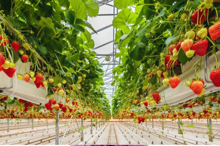 Can You Grow Strawberries in Hydroponics?