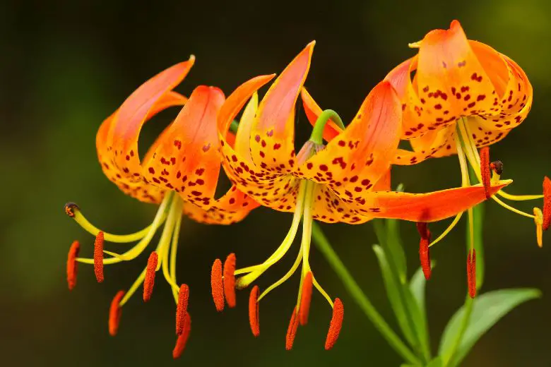 Turk's Cap Lily: Nature's Work of Art