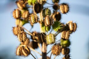 How to Dispose of Castor Bean Plants