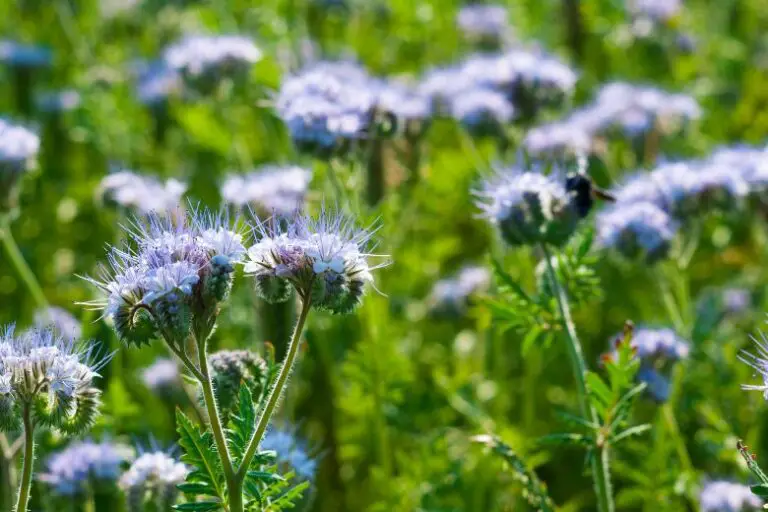 What Does Blue Tansy Smell Like