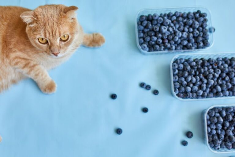 Are Blueberries Bad for Cats