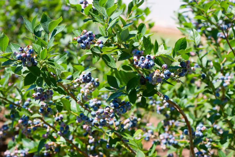 Are Blueberries Bad for Diverticulitis