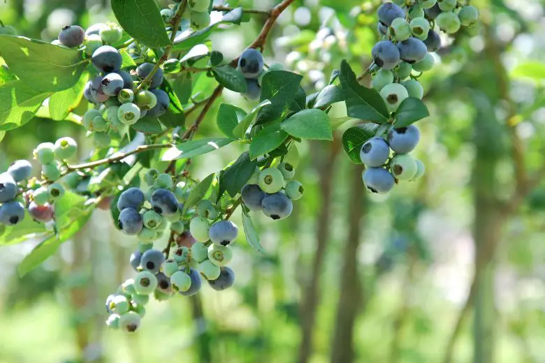 Are Blueberries Good for Gout