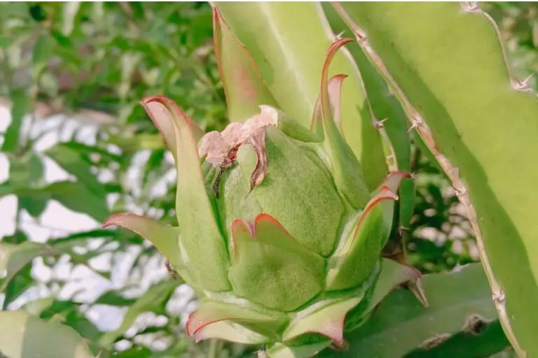 Can Green Dragon Fruit be Grown in Colder Climates