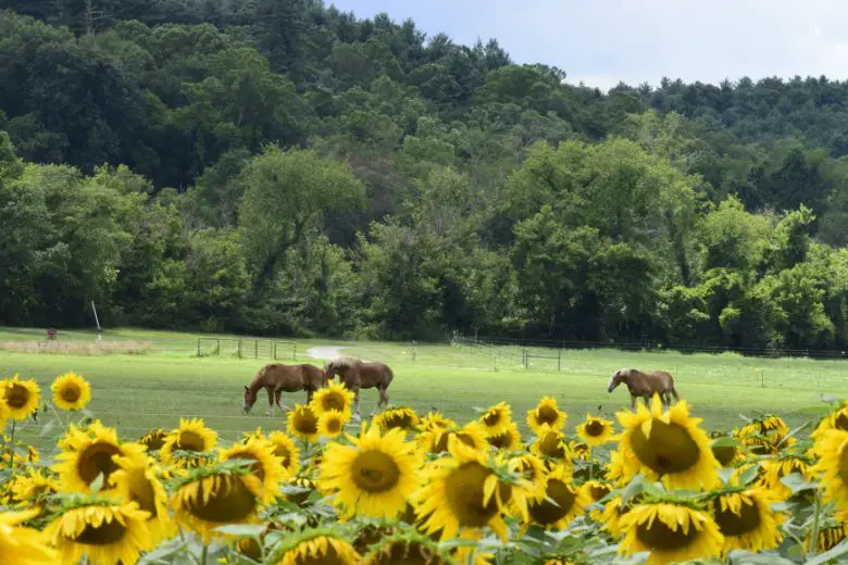 Can Horses Eat Sunflowers