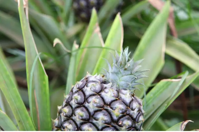 Can I Grow Pineapples Indoors
