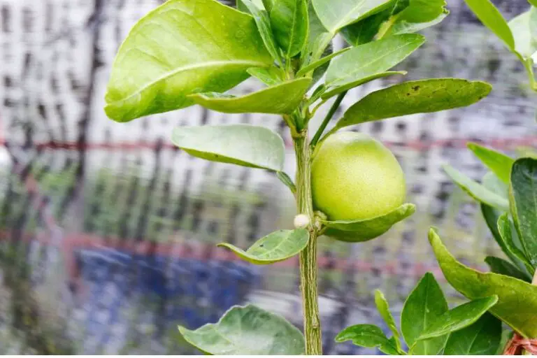 Can I Grow a Pomelo Tree Indoors