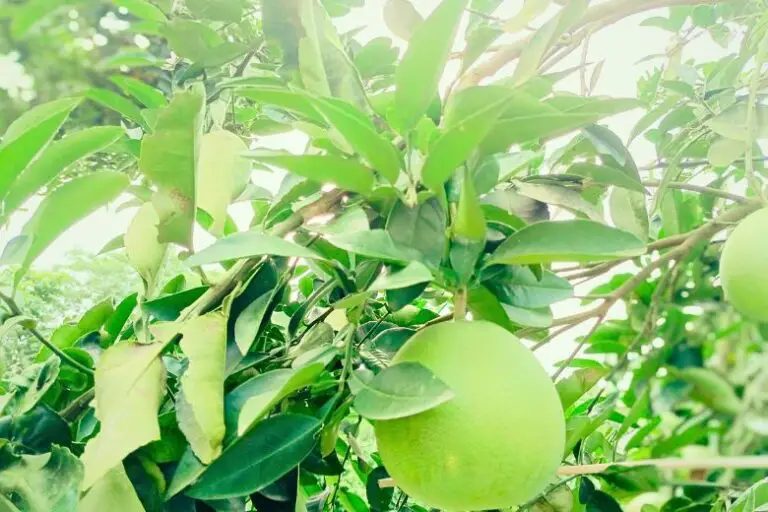 Can I Grow a Pomelo Tree in a Cold Climate