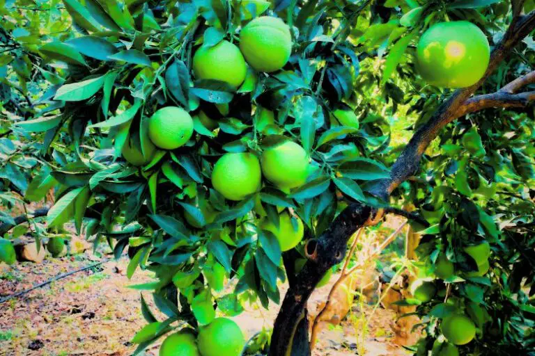 Can I Grow a Pomelo Tree in a Container