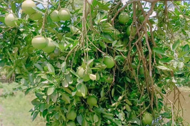 Can I Grow a Pomelo Tree in a Pot