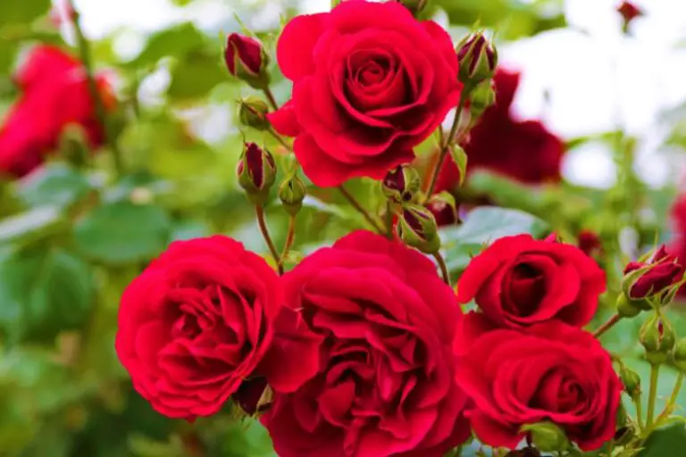 Can I Plant Roses in Ohio During the Winter