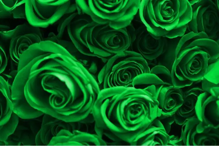 Can Green Roses be Grown in All Climates