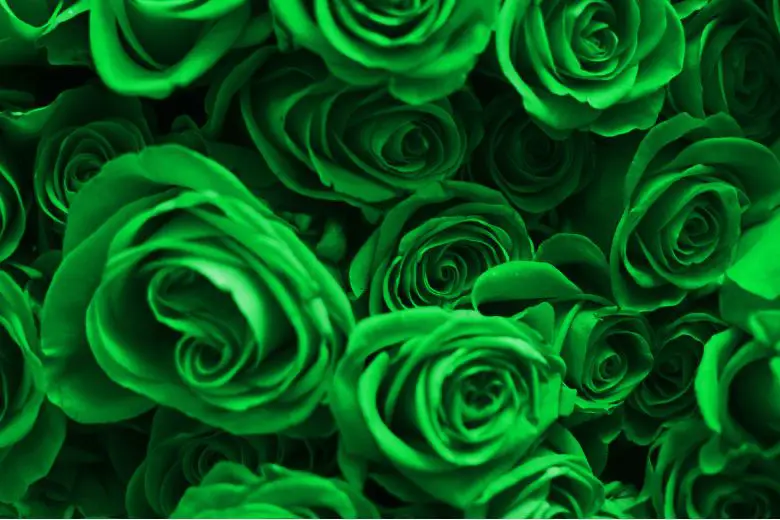 Can Green Roses be Grown in All Climates