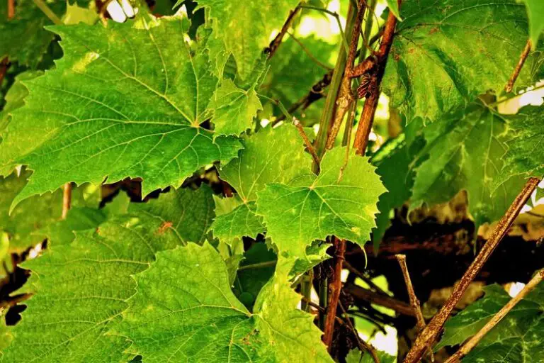 Are Any Grape Leaves Poisonous
