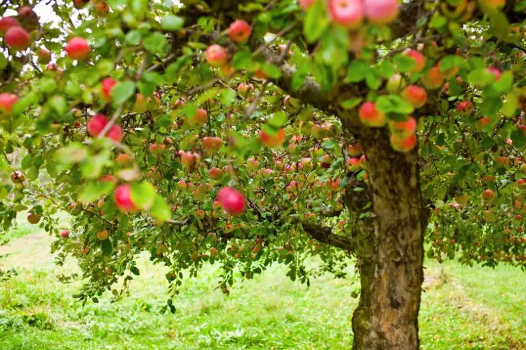 How Long Does an Apple Tree Take to Grow Fruit?