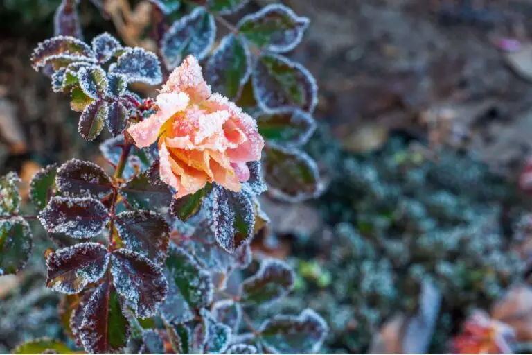 How do I protect roses from freezing temperatures