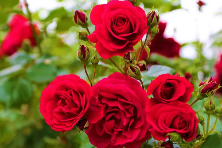 How to Grow Roses from Seeds