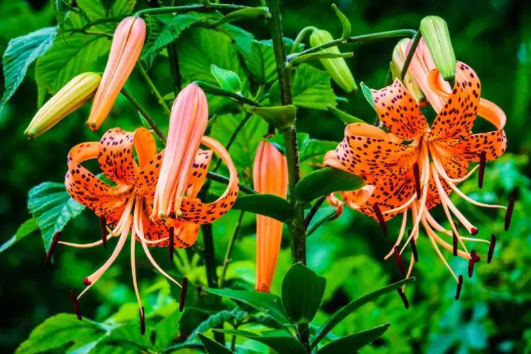 Is Turk’s Cap Lily Toxic to Pets