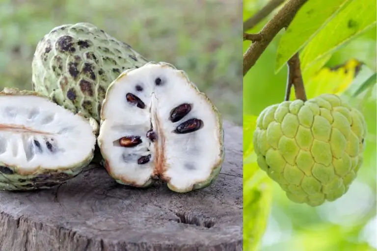 Is it Safe to Consume Custard Apples During Pregnancy