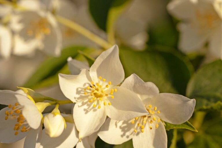 Jasmine Flowers A Fragrant Tradition Across Cultures