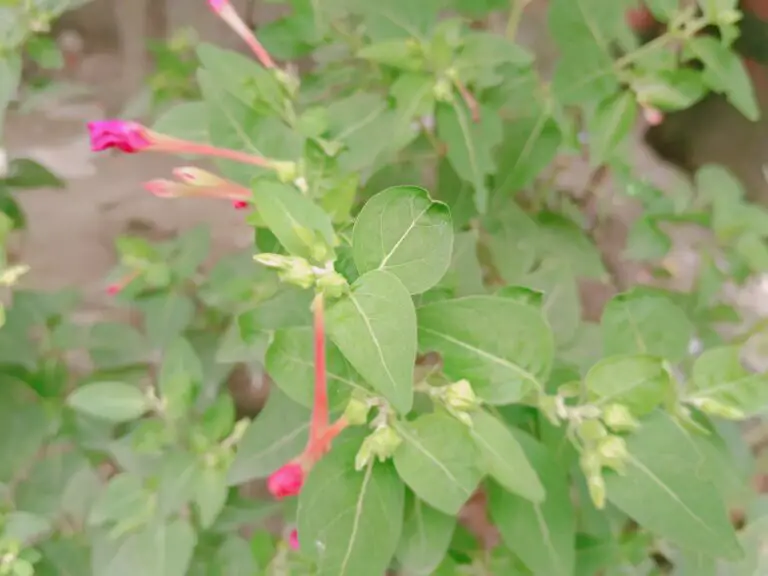 Can Mirabilis Jalapa Survive in Colder Climates