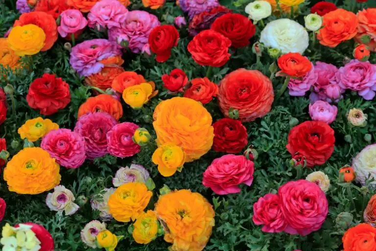 Basics of Flower Gardening: A Guide to Creating a Beautiful Garden