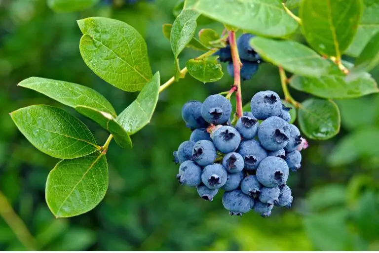 Are Blueberries an Aphrodisiac