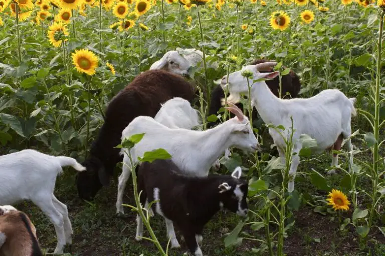 can goats eat sunflower plants