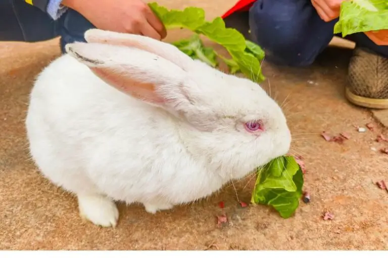 Can Rabbits Eat Sunflower Leaves