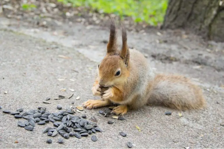 can squirrels have sunflower seeds