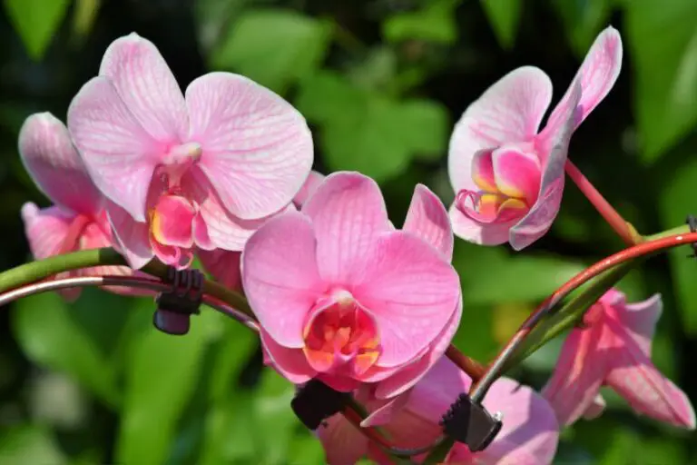 what plants can i feed with orchid food