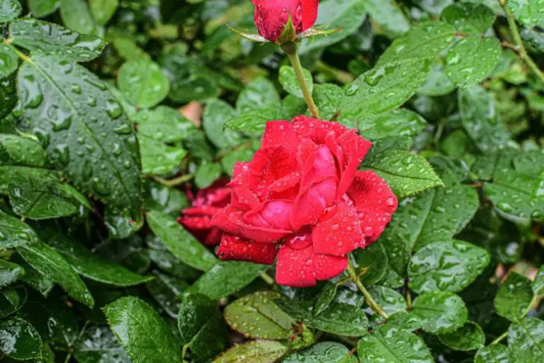 When to Plant Roses in Ohio