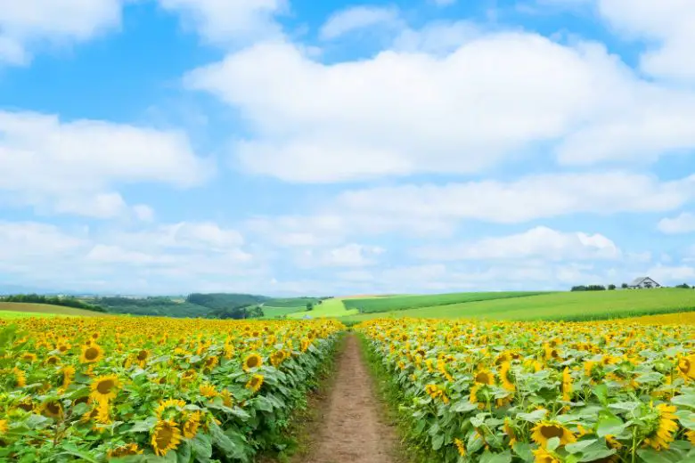 When to Plant Sunflowers in Arizona