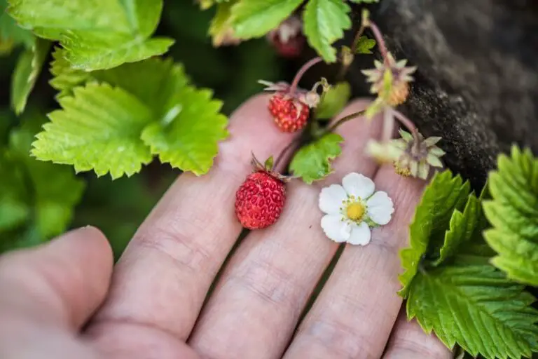 Are Strawberries Perennial in Zone 7