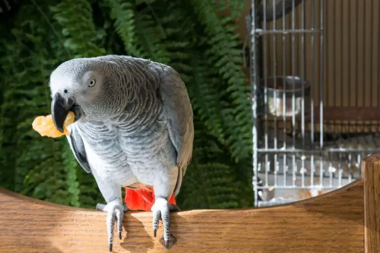 Can African Greys Eat Grapes