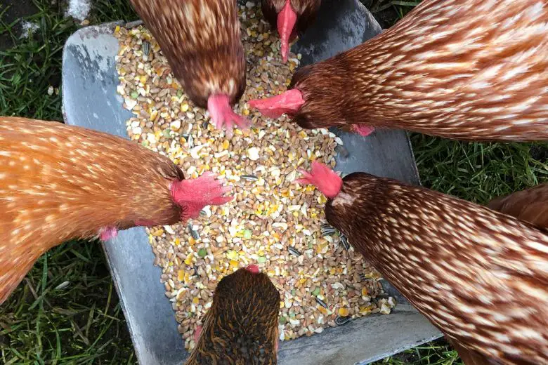 Can Chickens Eat Chia Seeds