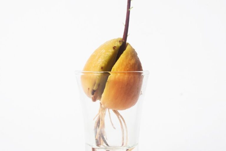 Can I Grow Fig Trees from Seeds