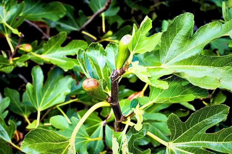 Fig Tree Cultivation A Comprehensive Guide