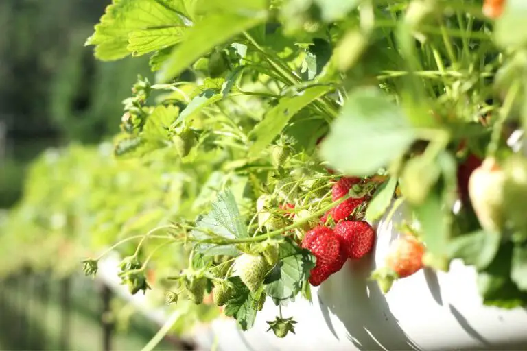 How to Grow Juicy Strawberries in Indiana