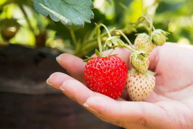 How to Grow Juicy Strawberries in Louisiana