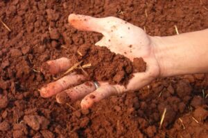 Ensure that the soil is evenly moist